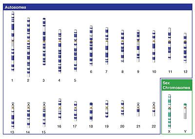 Autosomal DNA - ISOGG Wiki