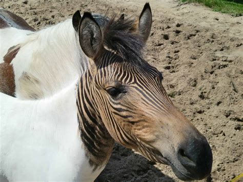 All About The Zorse And Other Zebra Hybrids