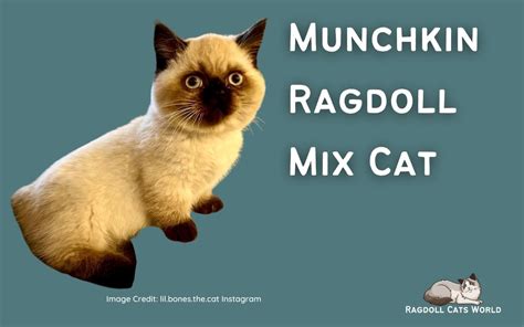 Ragdoll Munchkin Mix Cat - Everything you need to know