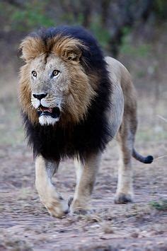 1000+ images about lion mane on Pinterest | Lion, Male Lion and King