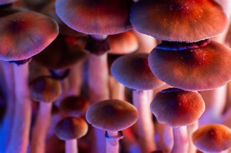 LSD vs Mushrooms: Side Effects | Clearbrook Centers