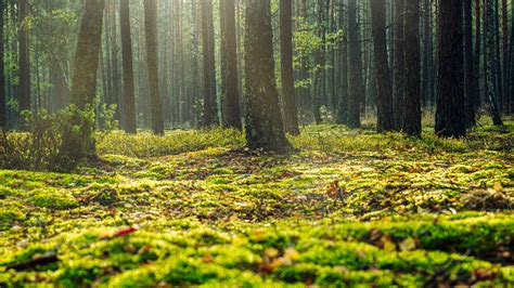 Low Angle Photo Of Forest · Free Stock Photo