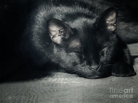 Black Cat Sleeping