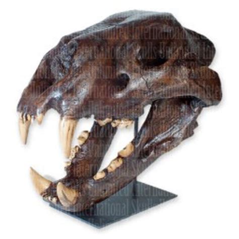 American Lion Skull | Purchase Rare and Unusual Plants | Gondwanaland ...