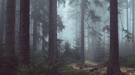 Misty Forest Wallpapers - Top Free Misty Forest Backgrounds - WallpaperAccess