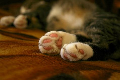 Cat feet by AlishaLV on DeviantArt