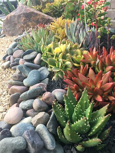 20+ Best Succulents For Rock Gardens – The Urban Decor