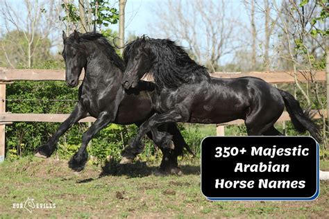 350+ Majestic Arabian Horse Names for Mares & Stallions