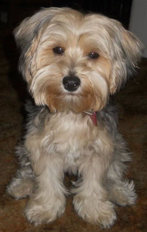 15 Pictures About yorkie poo full grown - Pets Lovers