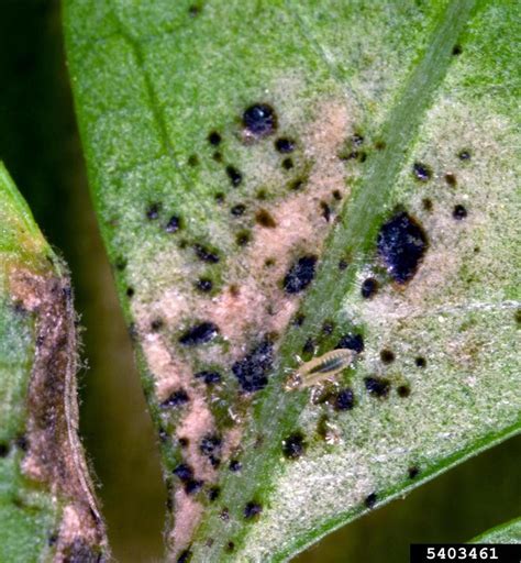 Thrips: Got Pests? : Board of Pesticides Control: Maine DACF