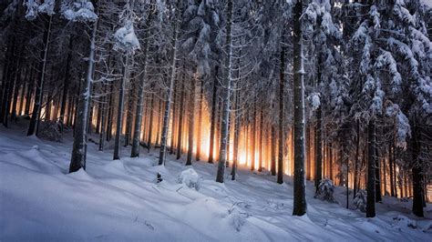 Winter Forest 4K Wallpapers - Top Free Winter Forest 4K Backgrounds - WallpaperAccess