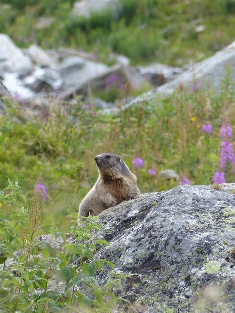 Animals of the Alps | Flickr