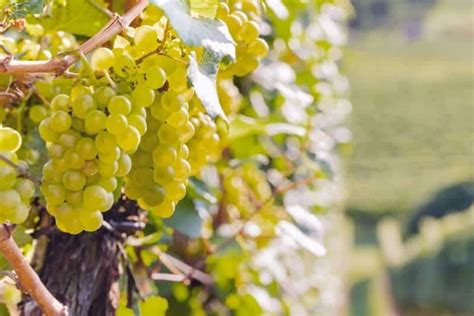 The Different Regions and Styles of American Chardonnay - Wine Dharma