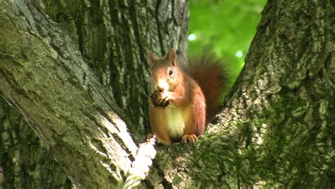 Squirrel Eating a Walnut Stock Footage Video (100% Royalty-free) 459760 | Shutterstock