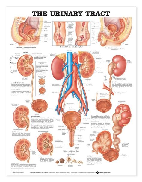 The Urinary Tract System Chart - MedWest Medical Supplies