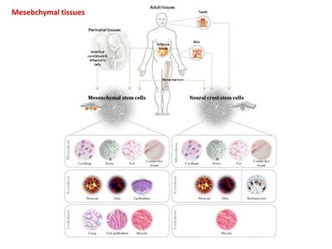 Neoplasia Characteristics and classification of cancer