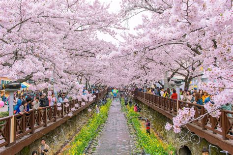 When and Where to Enjoy Cherry Blossoms in South Korea This Season? - Wego Travel Blog