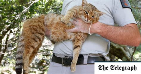 French claim discovery of new ‘cat-fox’ species in Corsican forest