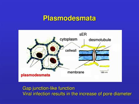 PPT - Adhesion Cell junctions PowerPoint Presentation - ID:404906