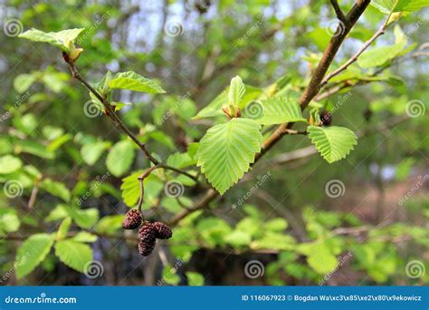 Black Alder Tree Branch in Spring Season Stock Image - Image of object ...