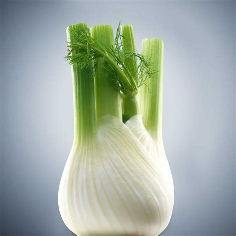 Recipe of Fennel Varieties In India