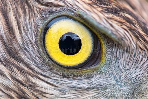 Eagle Eye Close-up, Macro Photo, Eye of the Goshawk Stock Image - Image of head, wildlife: 103264117