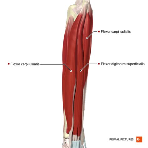 Flexor Carpi Radialis - Physiopedia