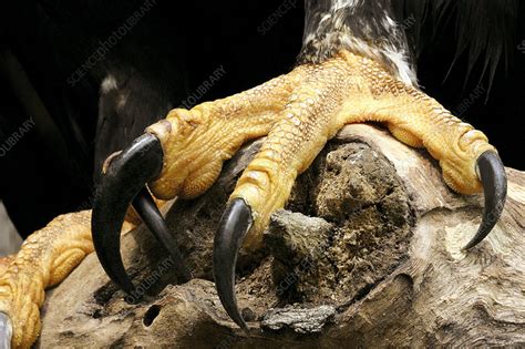 Verreaux's eagle talons - Stock Image - Z832/0433 - Science Photo Library