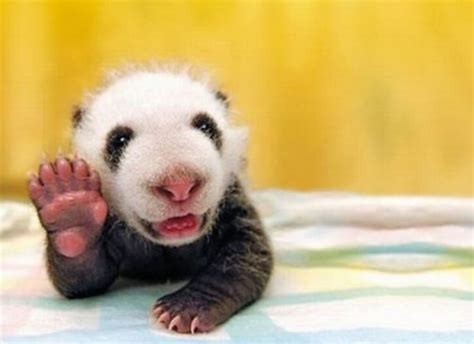 Top 10 Cutest Baby Animals Who Wants One?