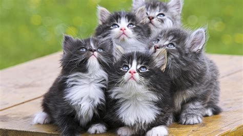 Cute Kittens - Babies Pets and Animals Wallpaper (16731287) - Fanpop