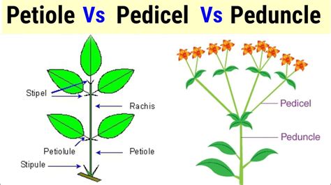 Difference Between Petiole, Pedicel And Peduncle In Hindi/Urdu. - YouTube