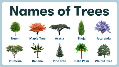 Name of Trees in English | List of Tree Names with Pronunciations and Pictures - YouTube