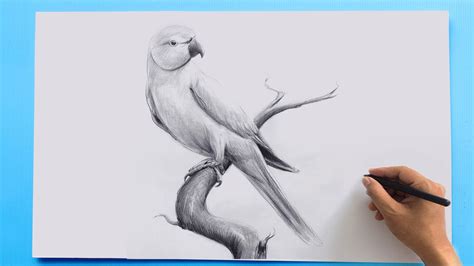 Incredible Compilation of 999+ Parrot Drawing Images - Stunning Collection of Parrot Drawings in ...