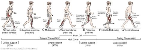 gait cycle | Charschan Chiropractic in North Brunswick, NJ and Scotch Plains, NJ