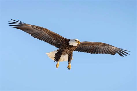 Bald Eagle Wingspan: How It Compares to Other Birds?