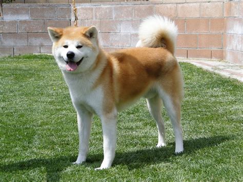 Akita Dog Breed Pictures and Puppy Images