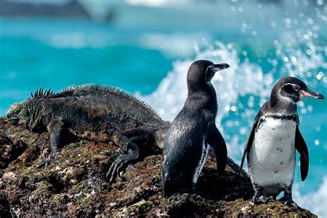 Galapagos Islands Animals & Wildlife - Bucket List Ecuador Travel