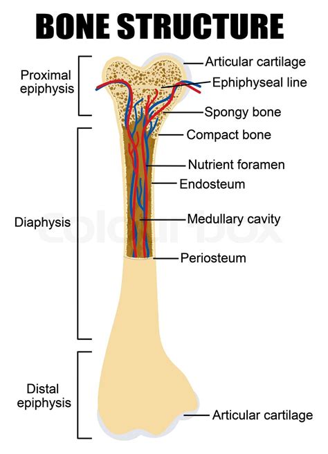 Diagram of human bone anatomy | Stock vector | Colourbox