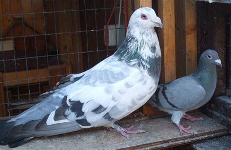 15 Most Popular Pigeon Breeds - Tail and Fur