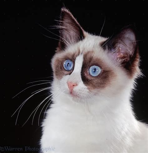 Ragdoll Cat Personality, Characteristics and Pictures - InspirationSeek.com