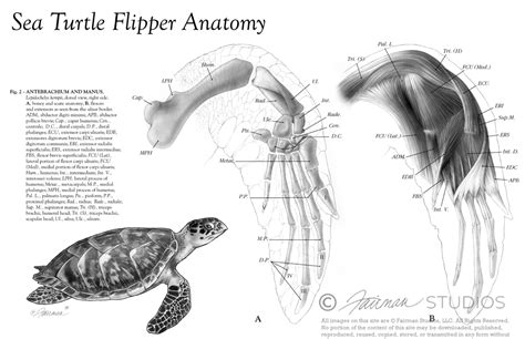 Turtle Flipper Anatomy - Fairman Studios