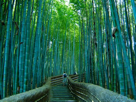 Earth - A Wonderful World: Bamboo Forest, Japan