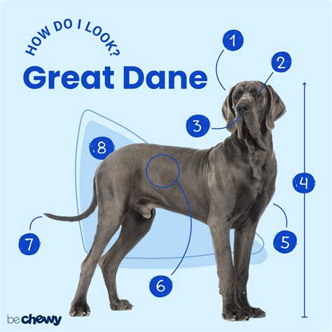 Great Dane Breed: Characteristics, Care & Photos | BeChewy