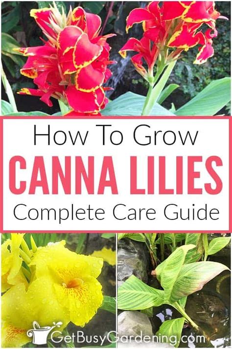 Elevate Your Garden with Stunning Canna Lilies