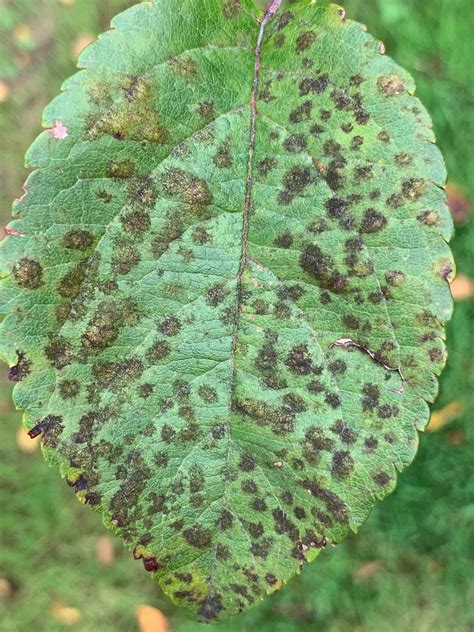 Landscape: Apple Scab | Center for Agriculture, Food, and the Environment at UMass Amherst