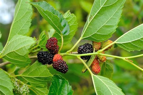 Nature's Rhythm: The Mulberry Bush