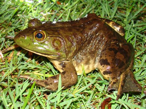 American Bullfrog - Lithobates catesbeianus | Brad Glorioso’s Personal Website Amphibians and ...