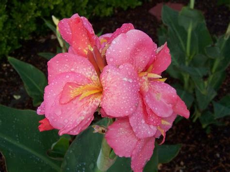 How to Prune Canna Lilies ~ Garden Down South