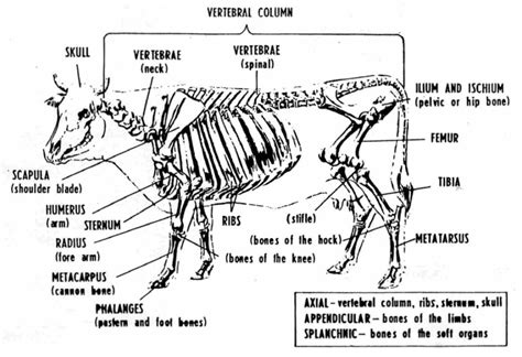 Cattle Nervous System Of A Cow - Livestock Cattle