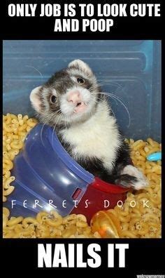 15 Hilarious and Adorable Ferret Memes | Ferret, Funny ferrets, Pet ferret